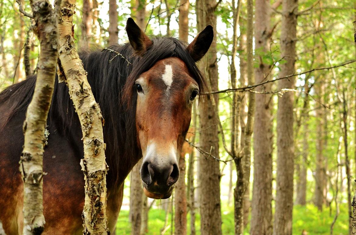 Norsk Døle Bojebakkens Ragna "Tindra" billede 19