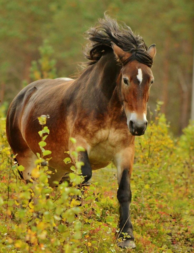 Norsk Døle Bojebakkens Ragna "Tindra" billede 20