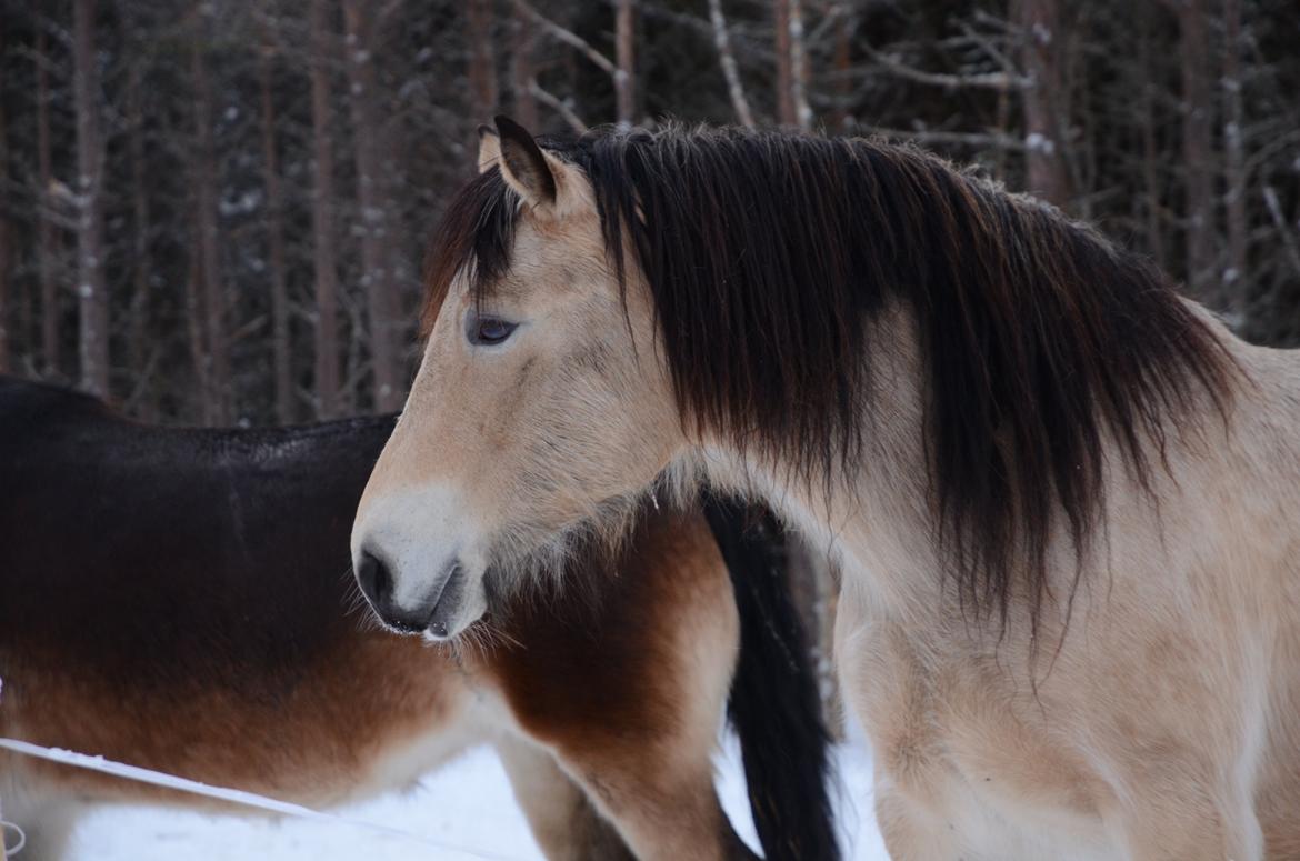 Norsk Døle Bekkefrøy "Frøy" billede 7