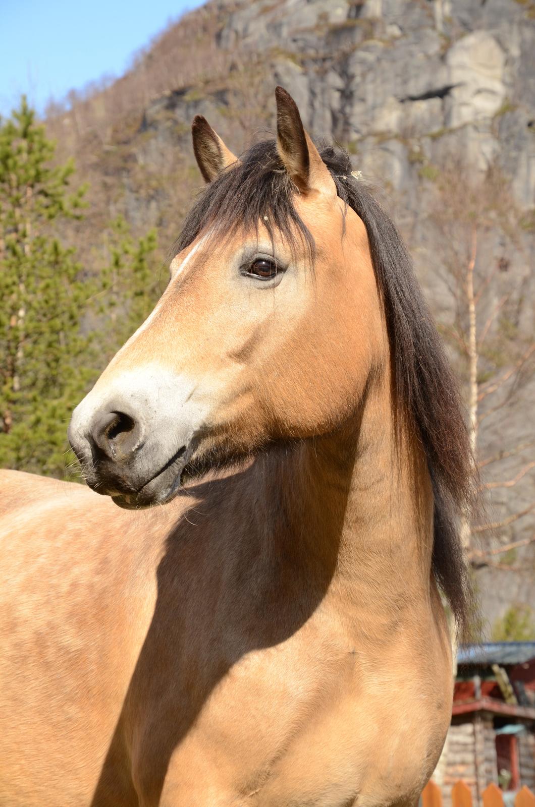 Norsk Døle Bekkefrøy "Frøy" billede 10