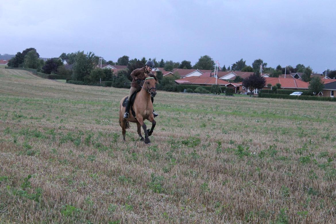 Anden særlig race Cheval Le Anton  - <3 billede 10