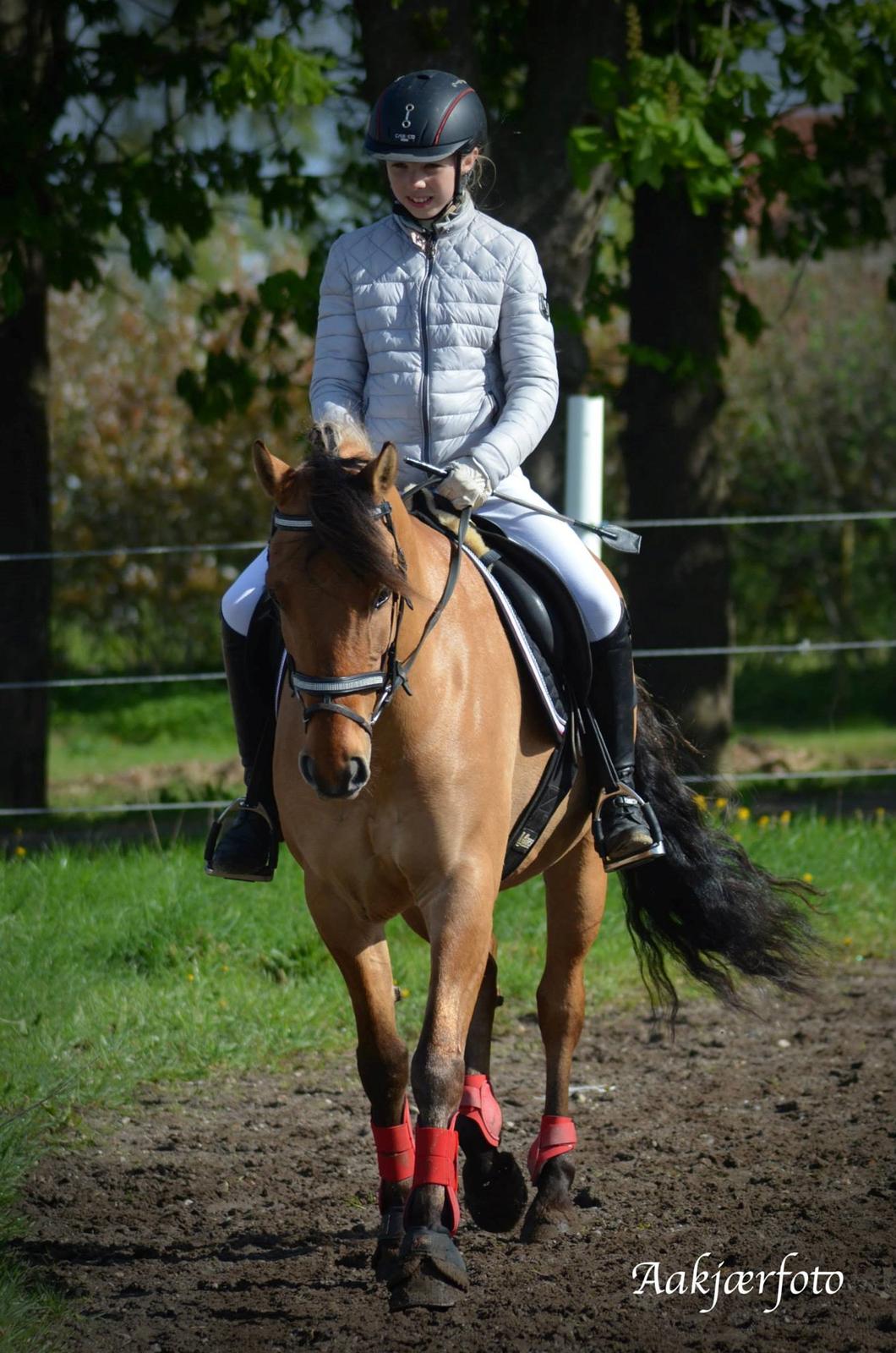 Anden særlig race Cheval Le Anton  - <3 billede 11