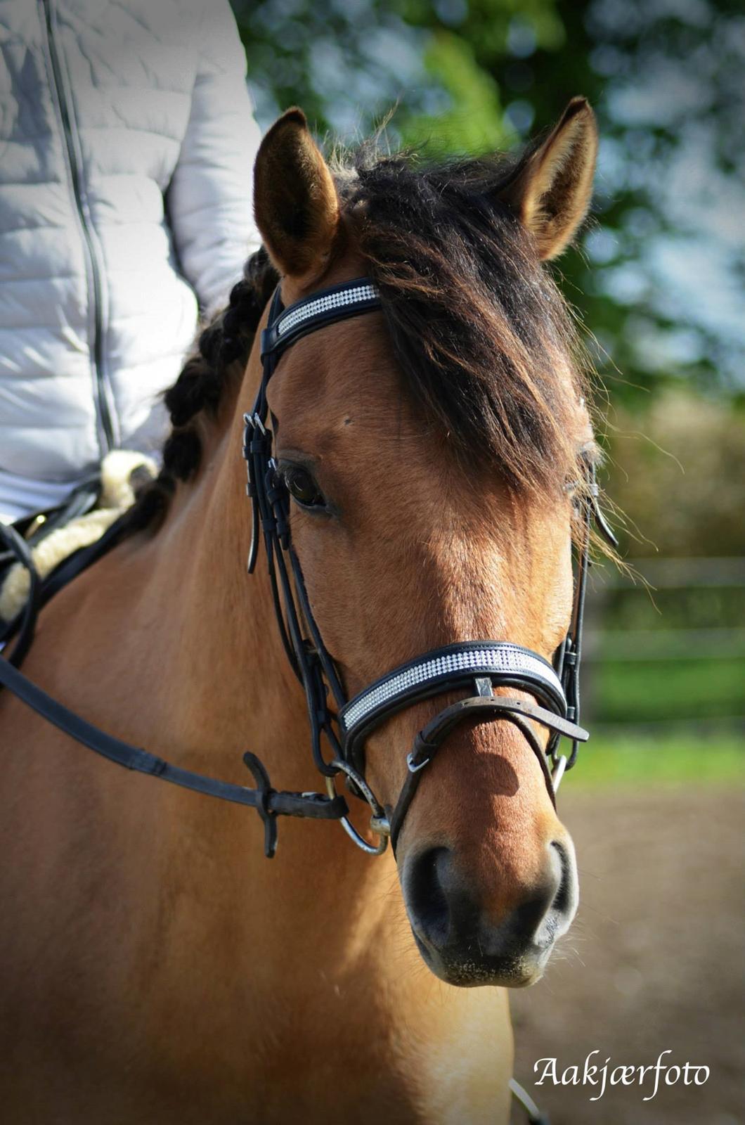 Anden særlig race Cheval Le Anton  - <3 billede 17