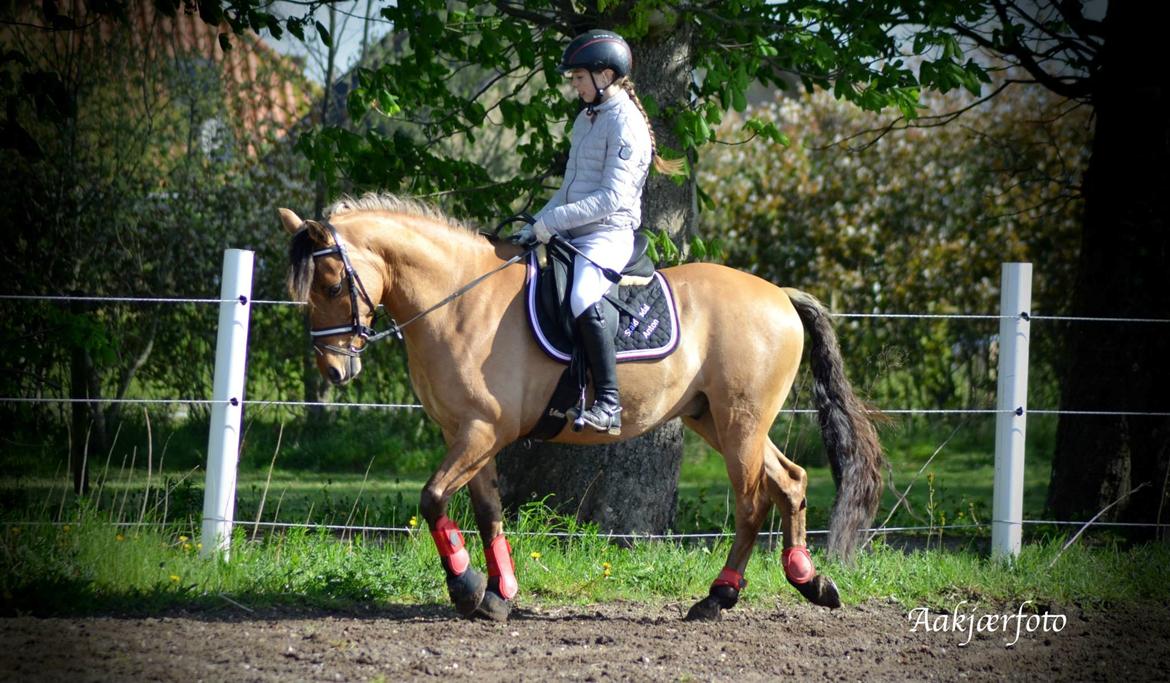 Anden særlig race Cheval Le Anton  - <3 billede 19