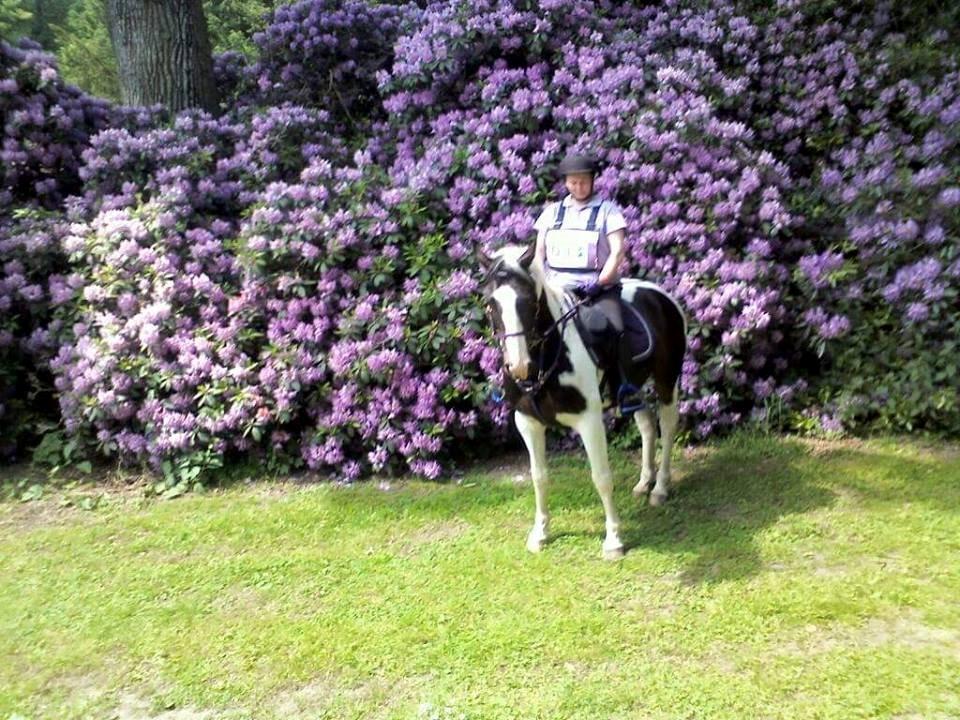 Pinto Søgårds Purple Rain billede 11