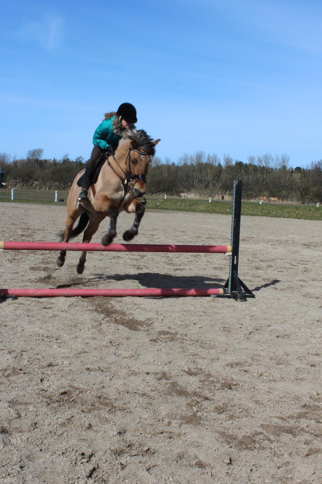 Anden særlig race Anne billede 1