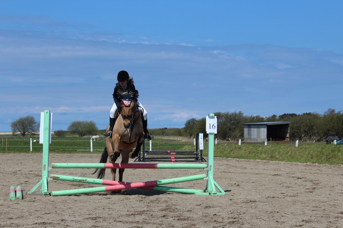Anden særlig race Anne billede 3