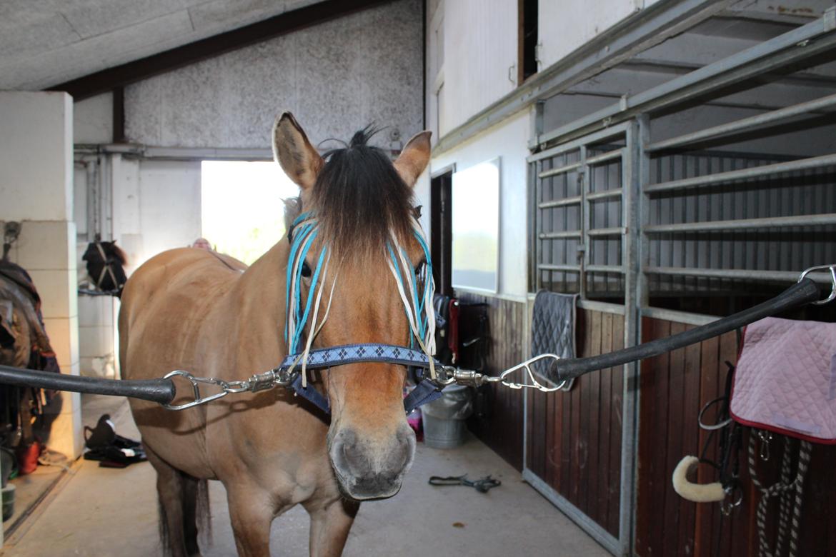 Anden særlig race Anne billede 6