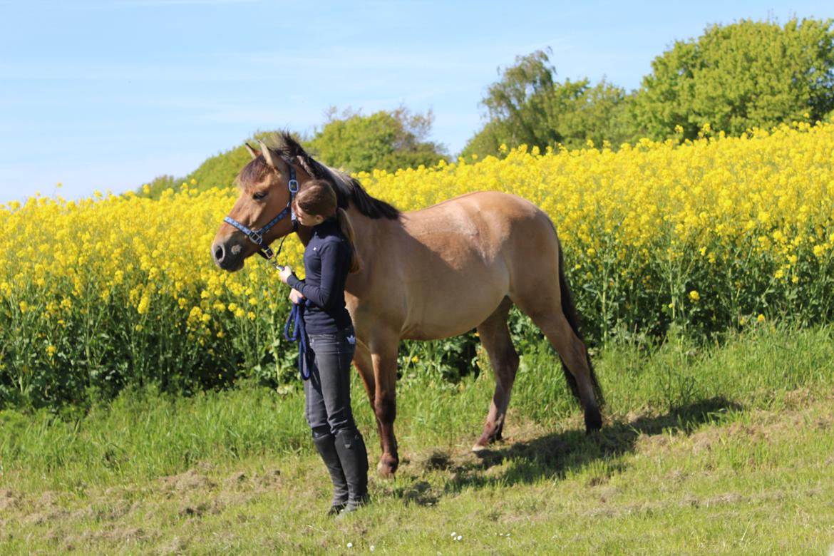 Anden særlig race Anne billede 7