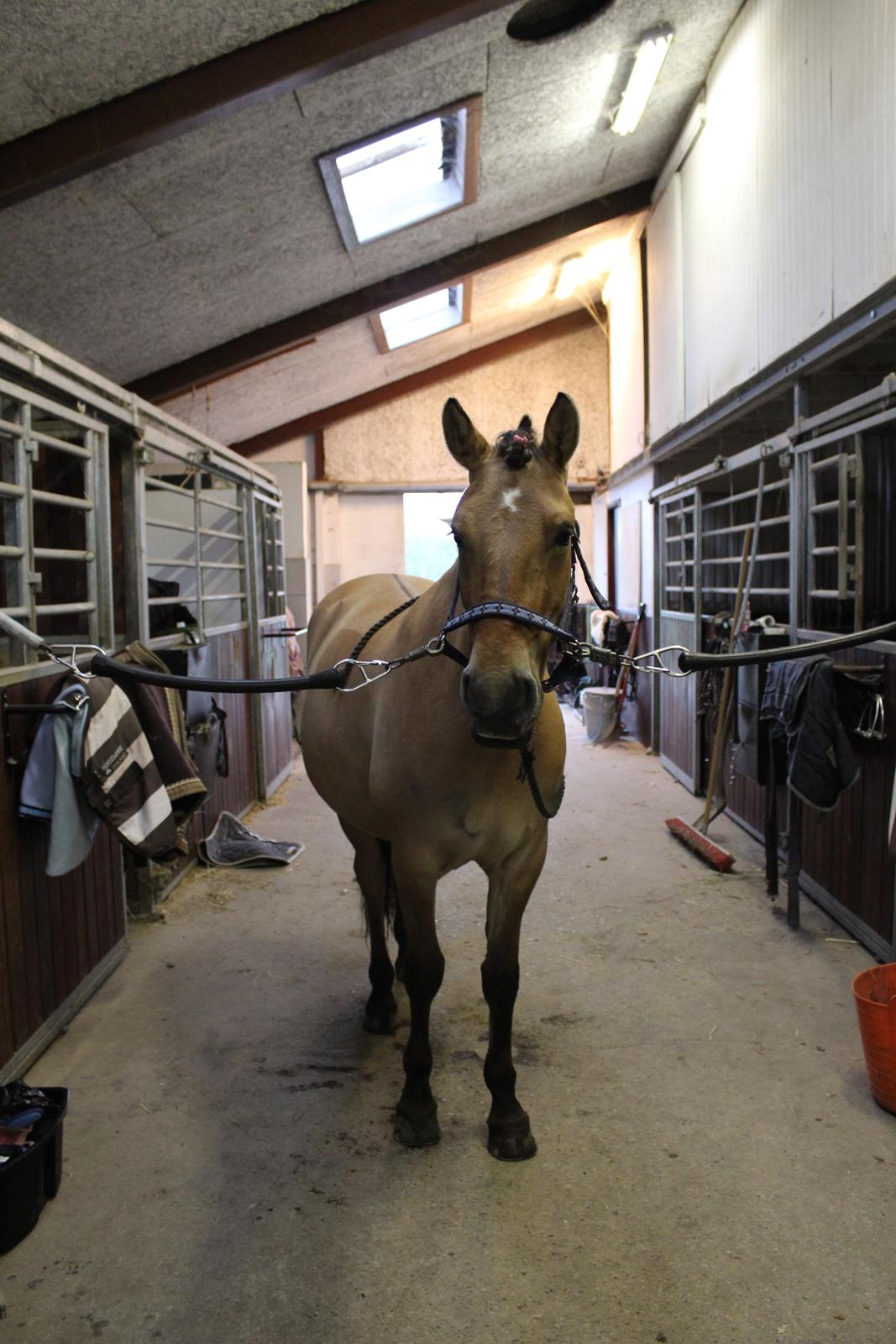 Anden særlig race Anne billede 8