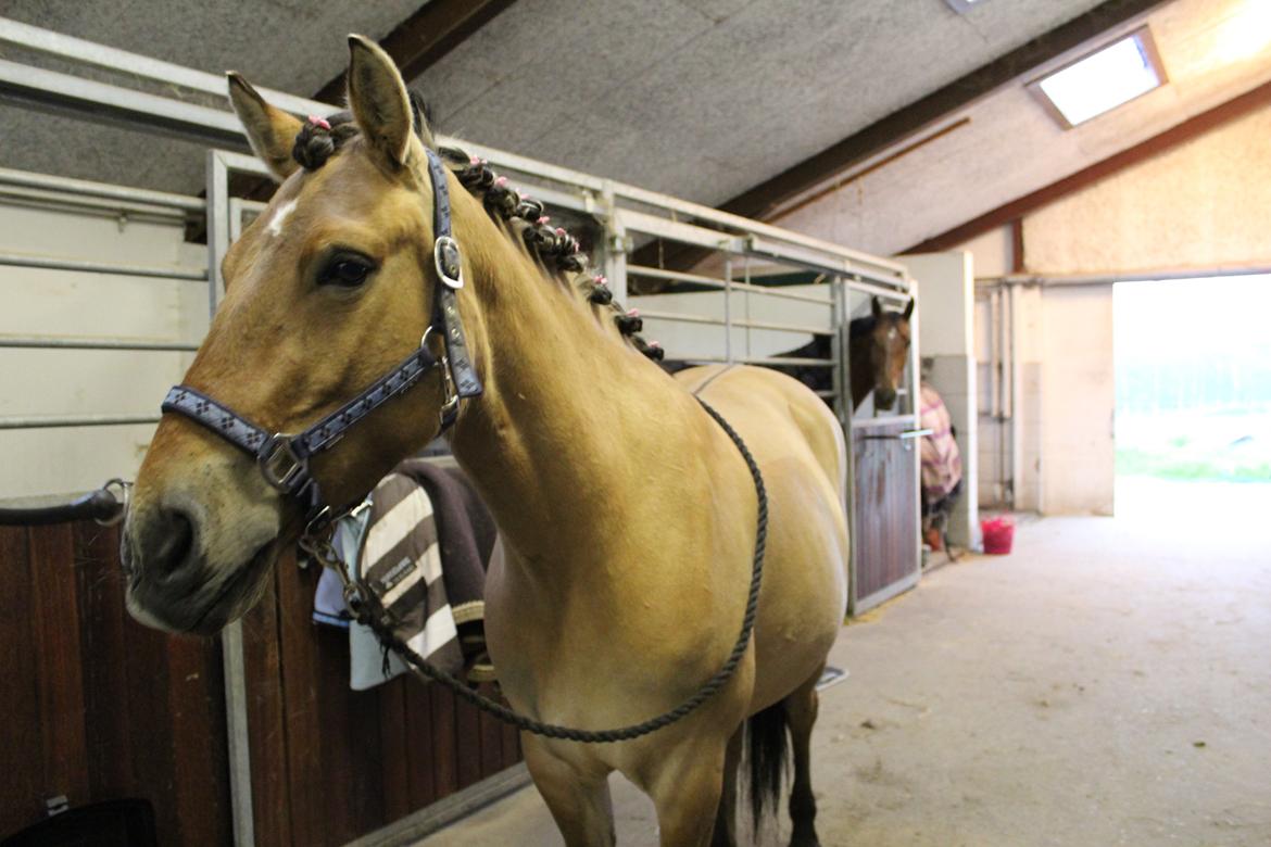 Anden særlig race Anne billede 9