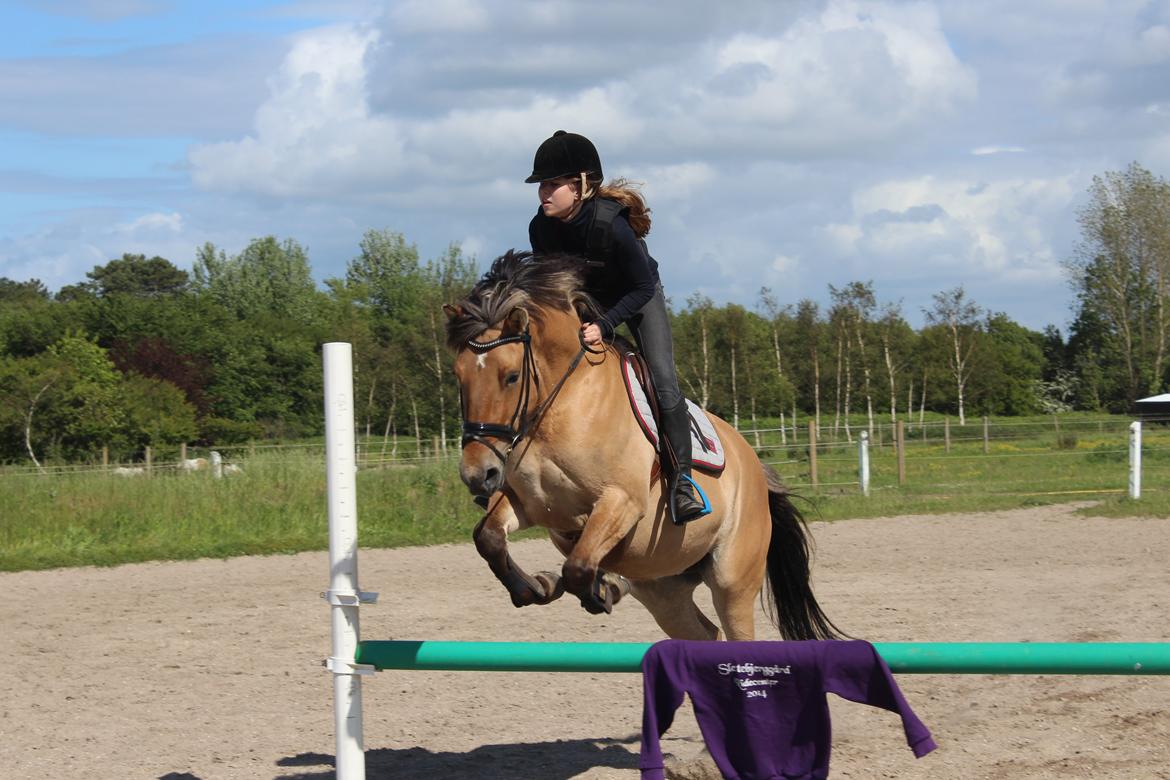 Anden særlig race Anne billede 10