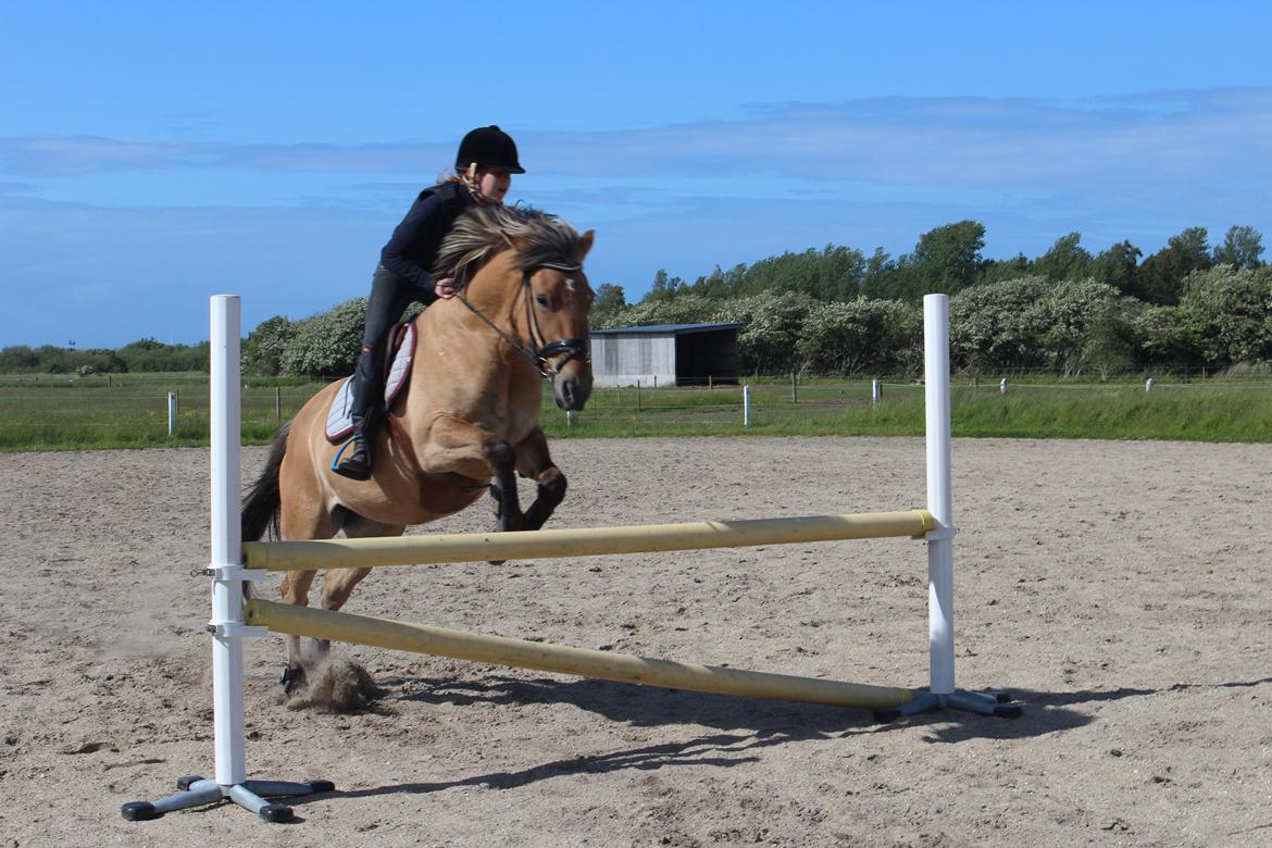 Anden særlig race Anne billede 11