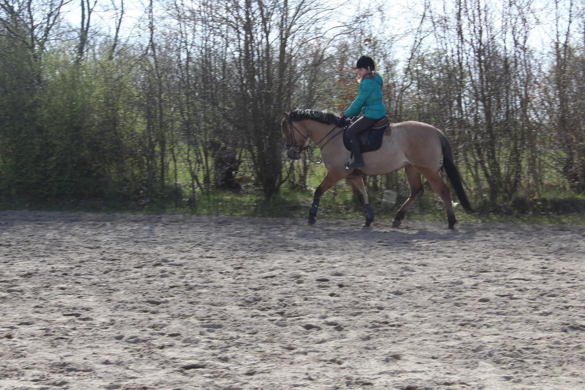 Anden særlig race Anne billede 12