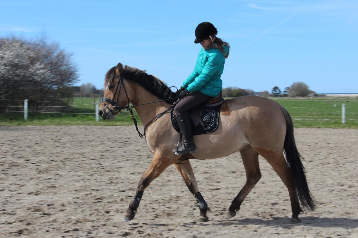 Anden særlig race Anne billede 13