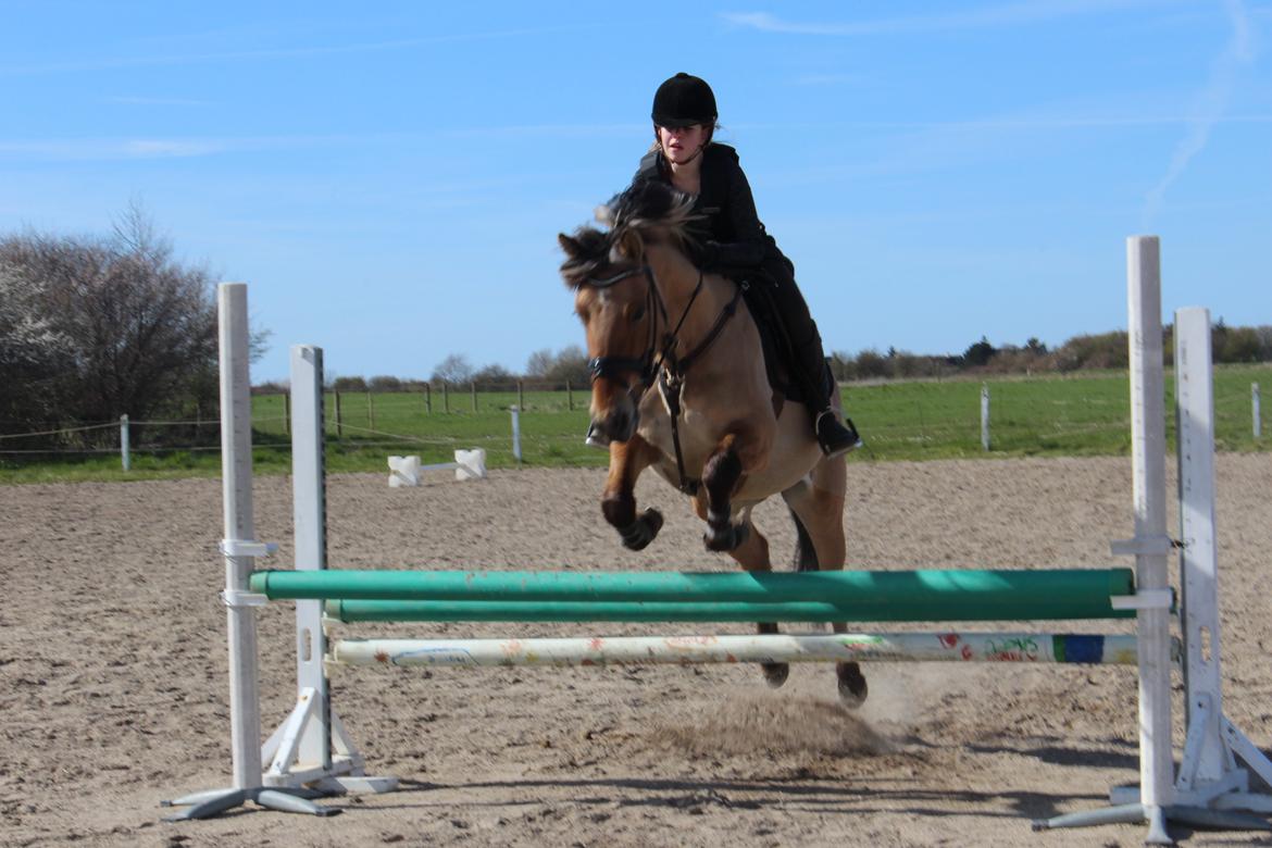 Anden særlig race Anne billede 14