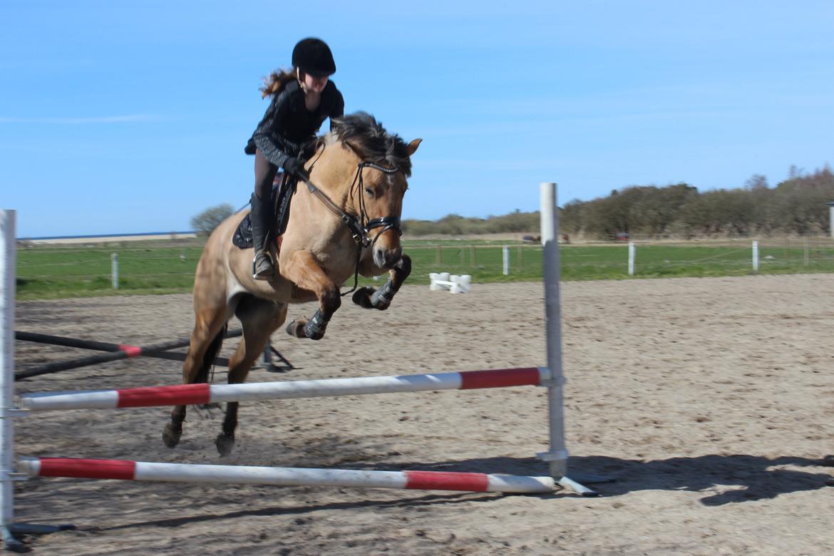 Anden særlig race Anne billede 15