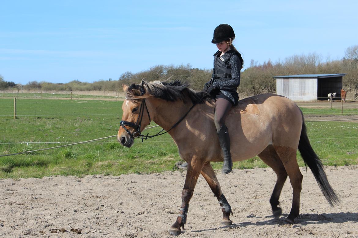 Anden særlig race Anne billede 17