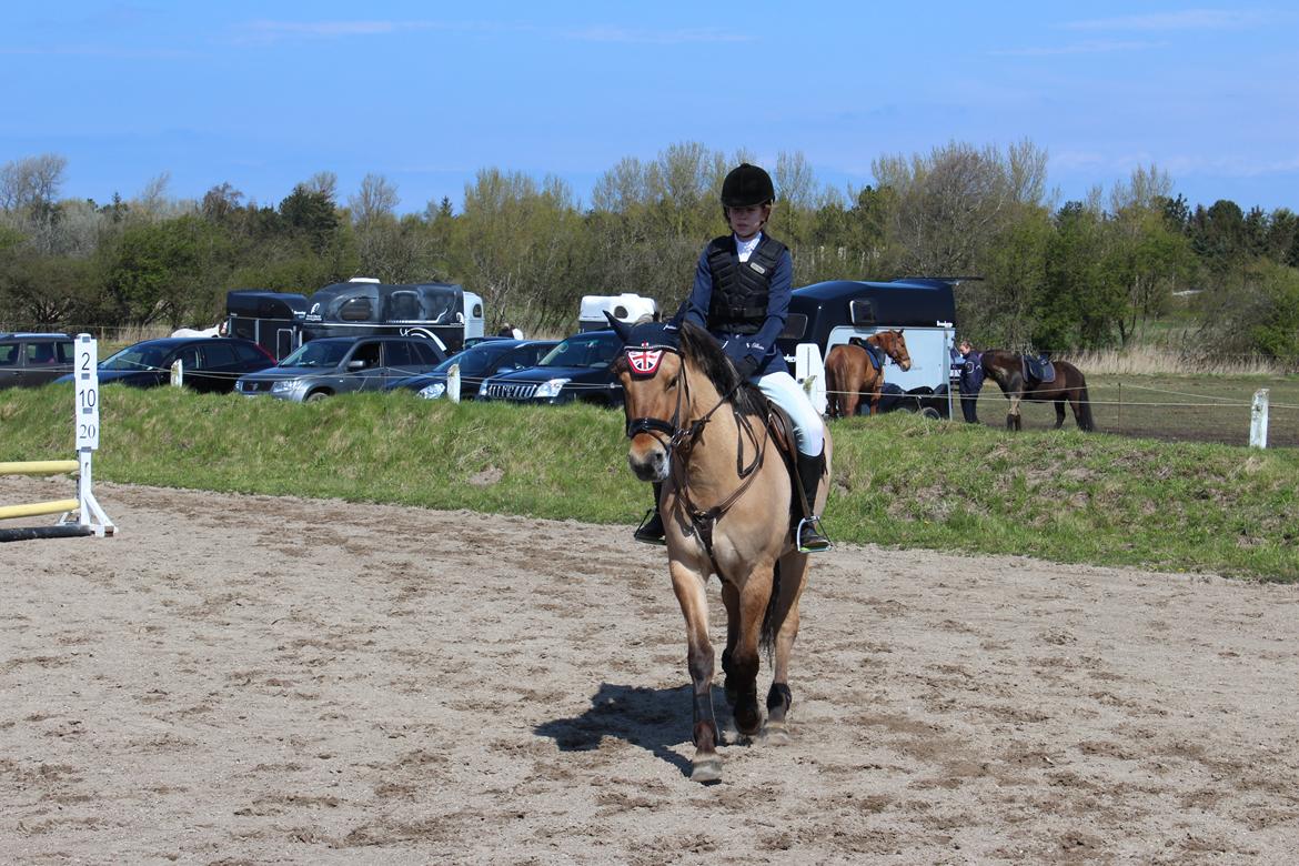 Anden særlig race Anne billede 2