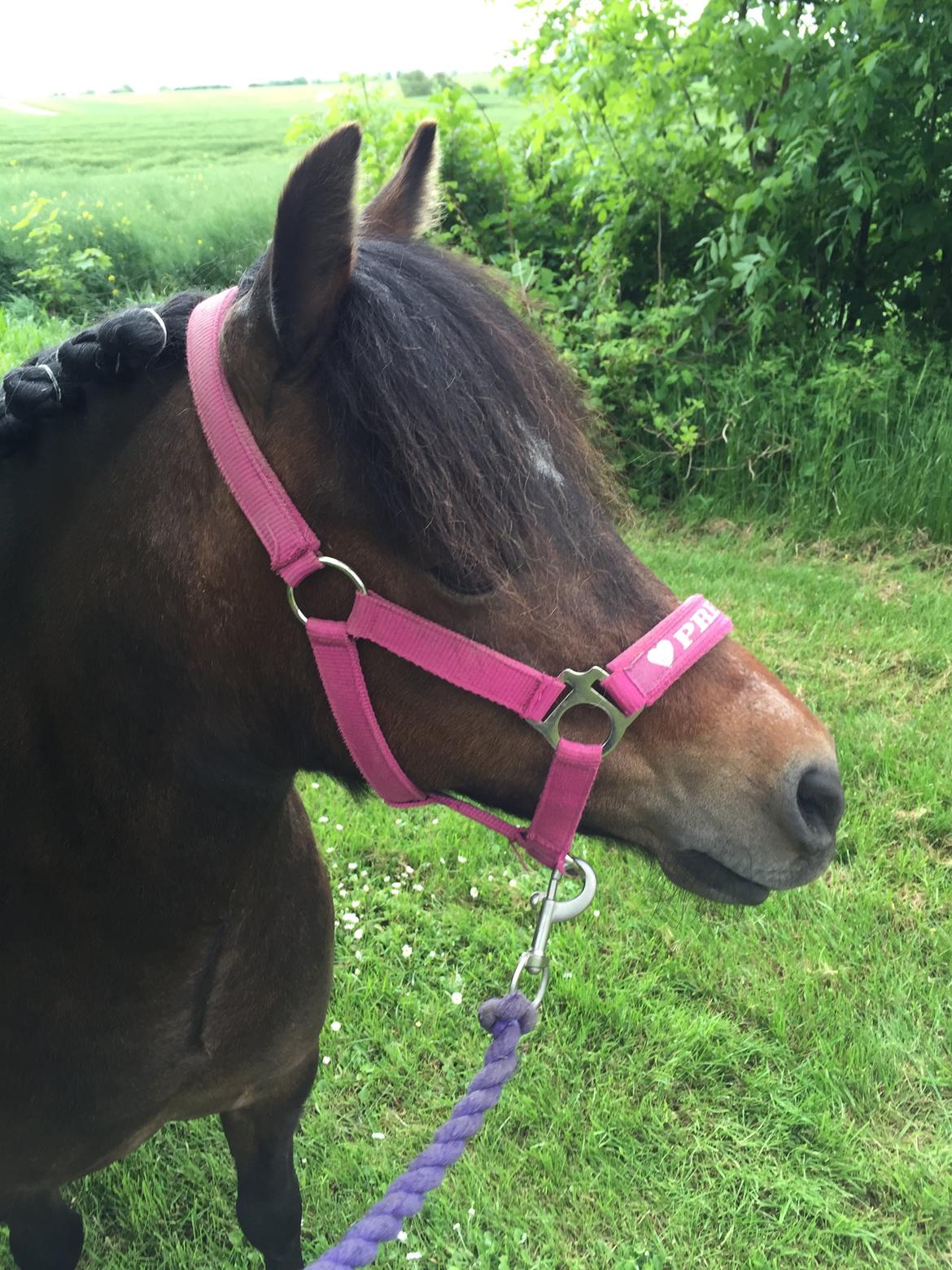 Anden særlig race Askepot billede 1