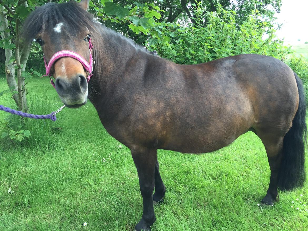 Anden særlig race Askepot billede 3