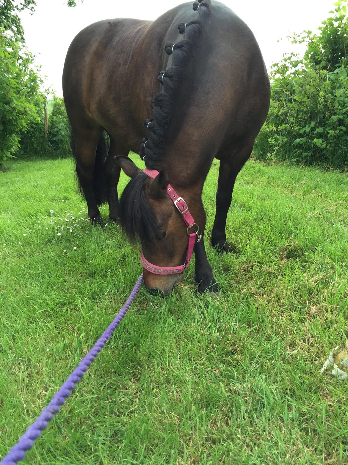 Anden særlig race Askepot billede 4