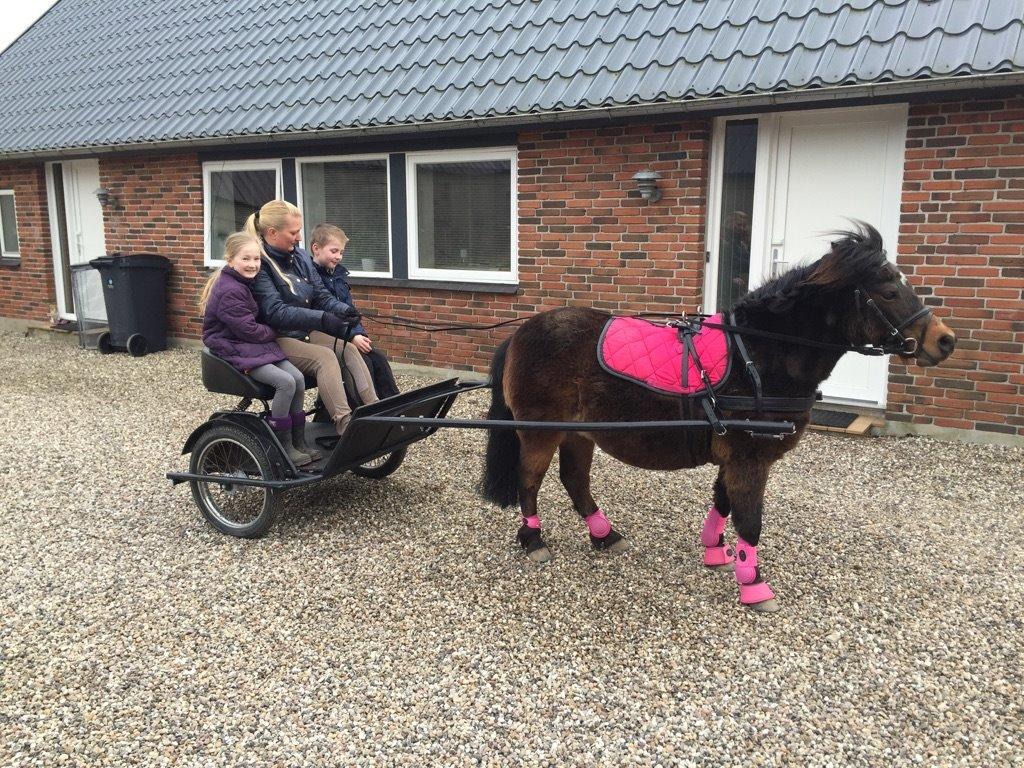 Anden særlig race Askepot billede 5