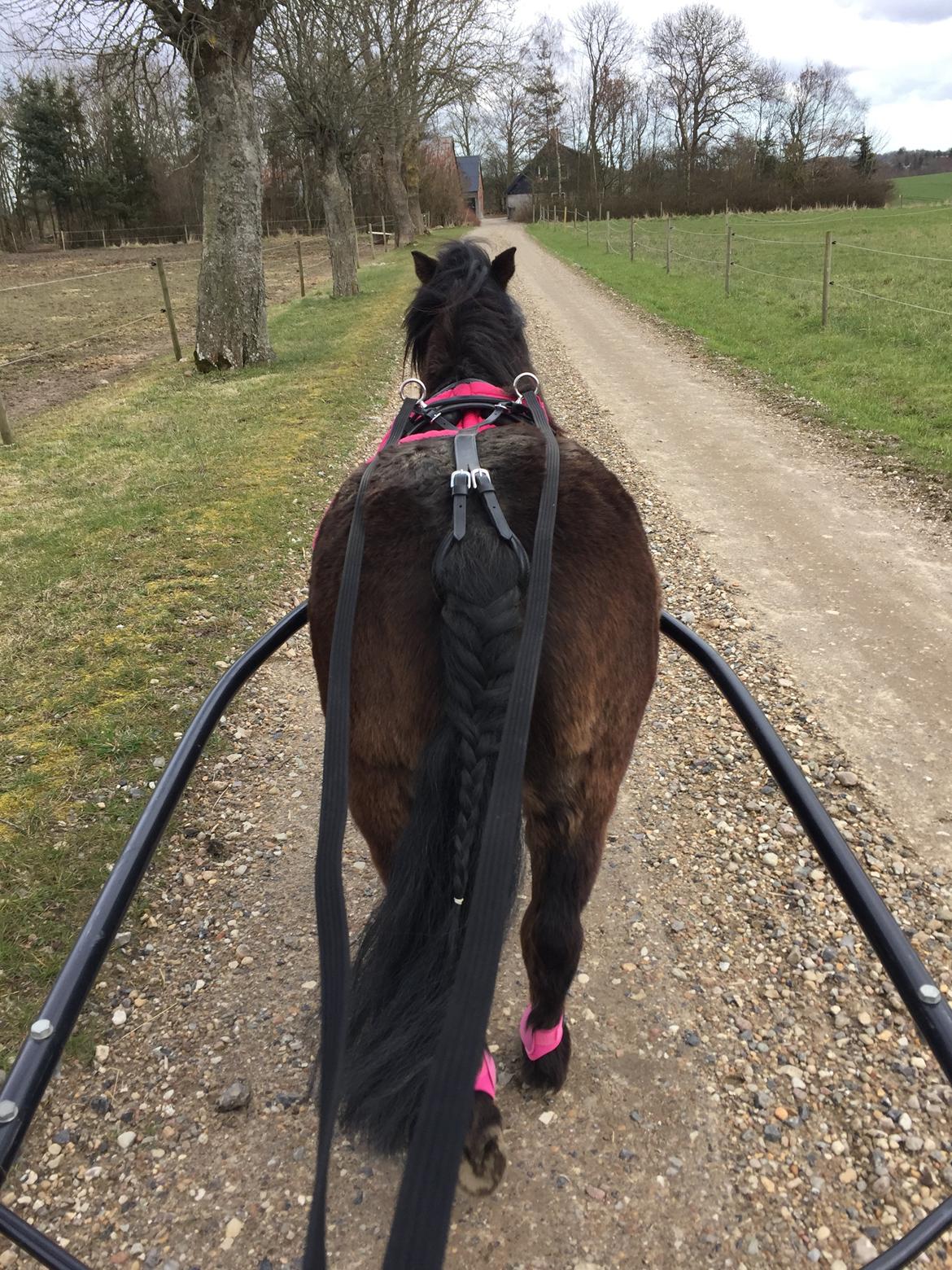 Anden særlig race Askepot billede 7