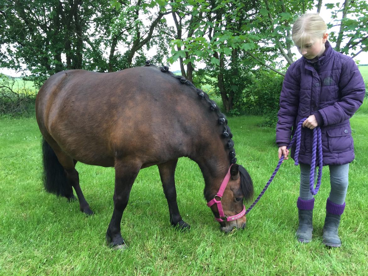 Anden særlig race Askepot billede 8