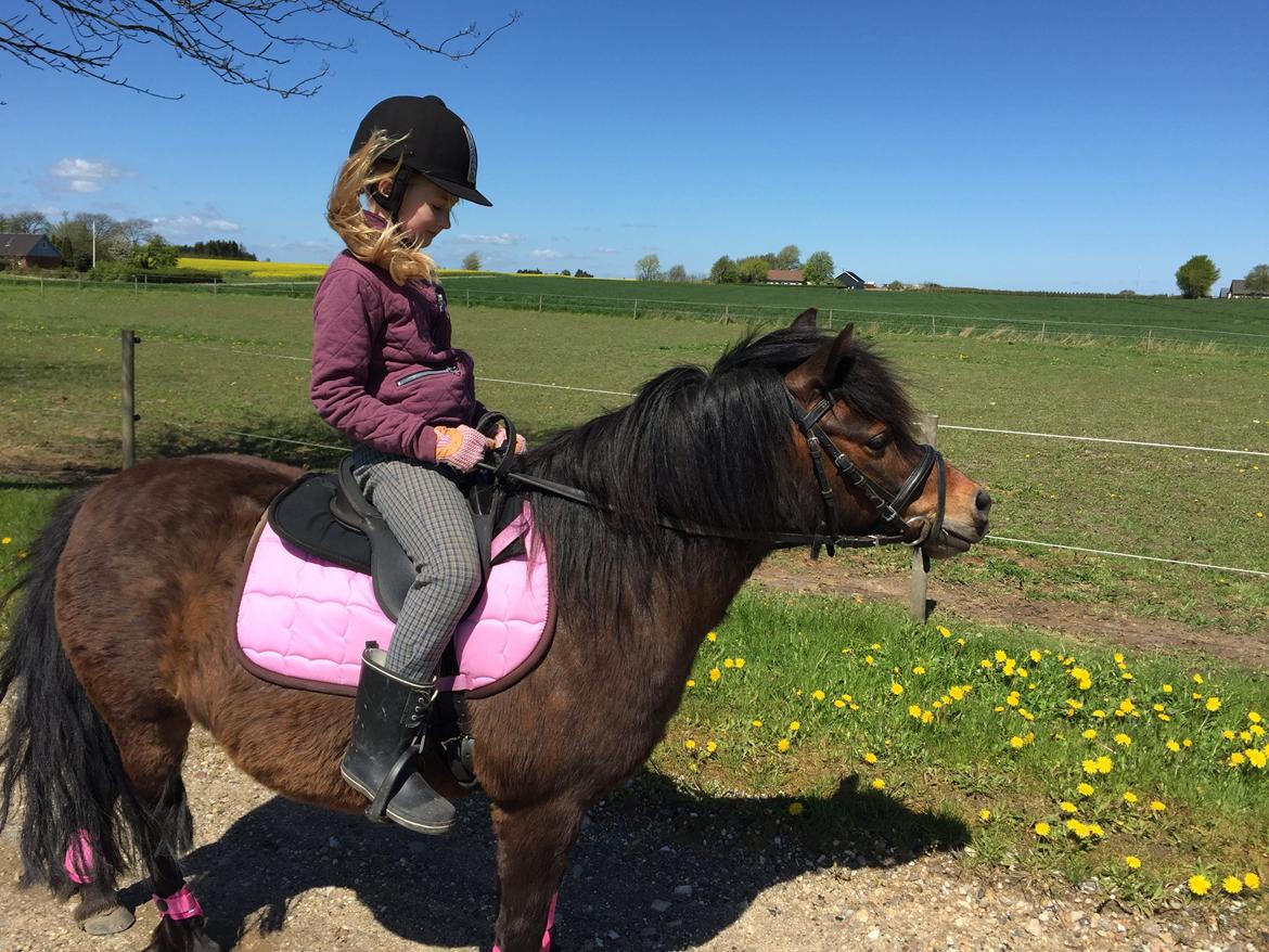 Anden særlig race Askepot billede 9