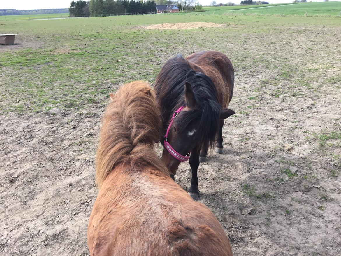 Anden særlig race Askepot billede 12