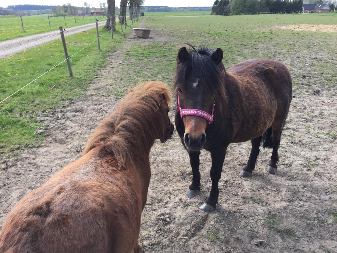 Anden særlig race Askepot billede 11