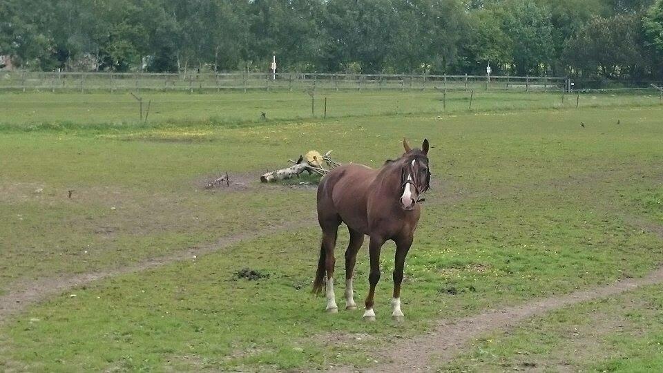 Westfaler Eskoria billede 11