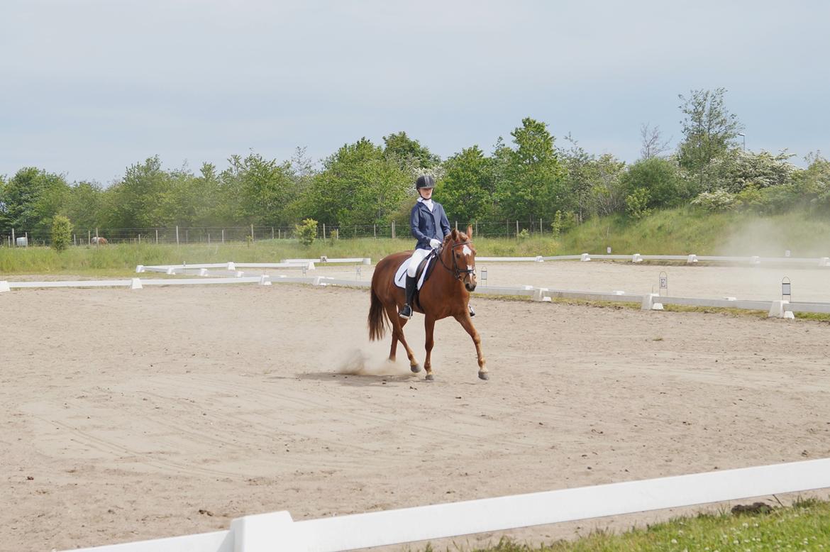 Anden særlig race Santana billede 12