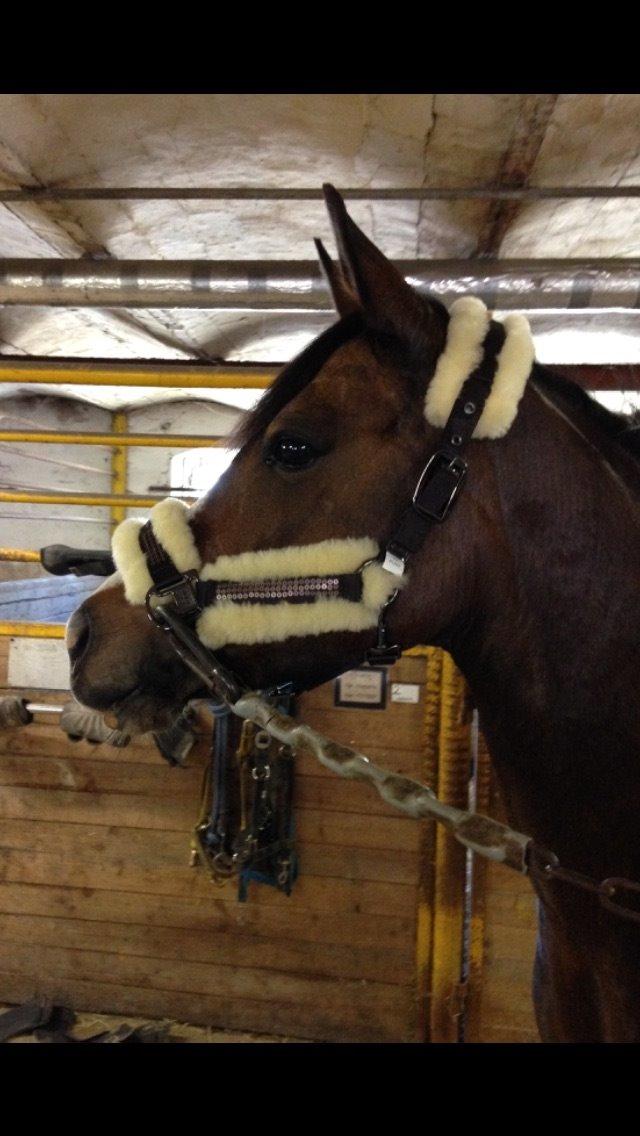 DSP Lundgaards Friday billede 32