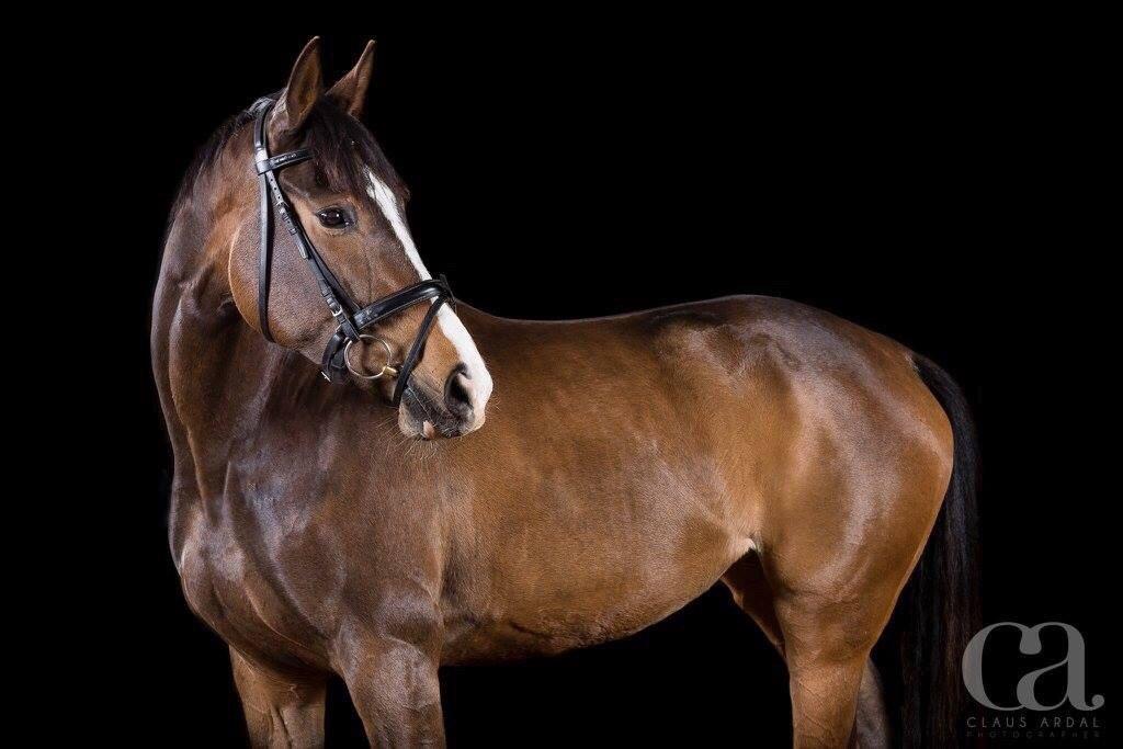 Dansk Varmblod Chansey Skovbo billede 5