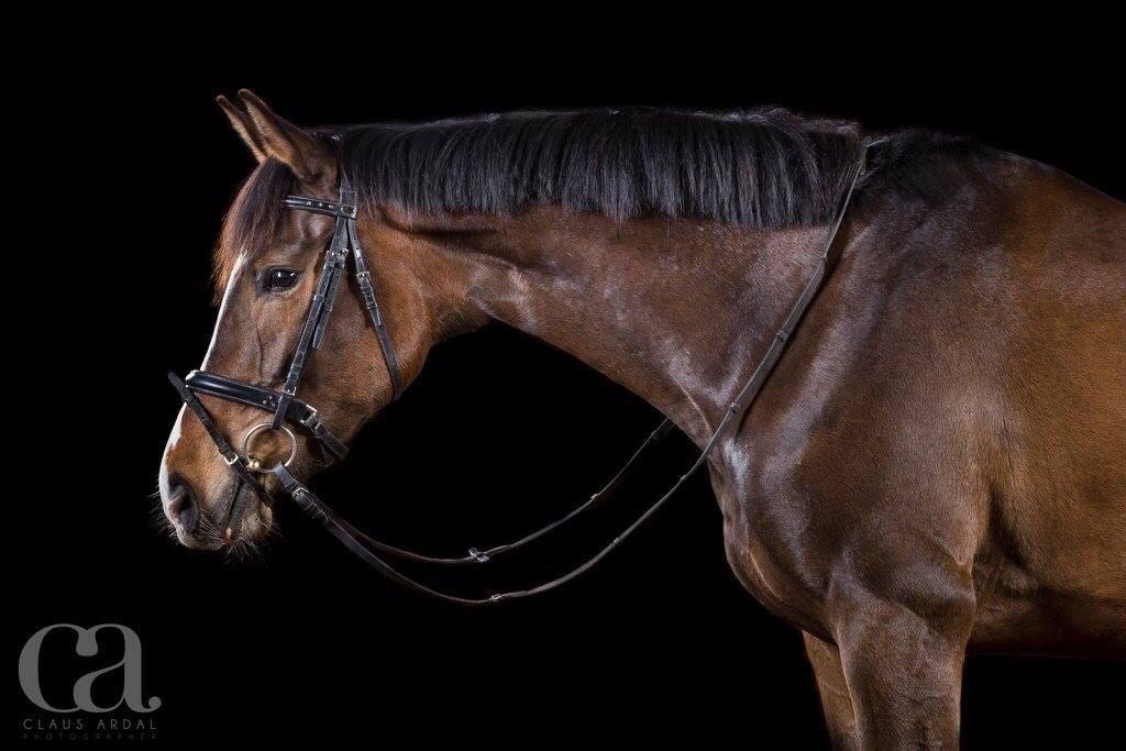 Dansk Varmblod Chansey Skovbo billede 11