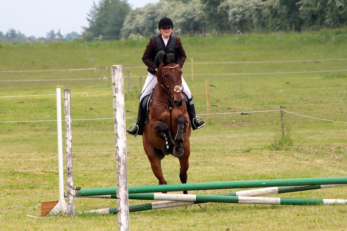 Dansk Varmblod Gørklintgårds flash - Vores første springstævne sammen, 13 Juni 2015. 50cm. billede 24