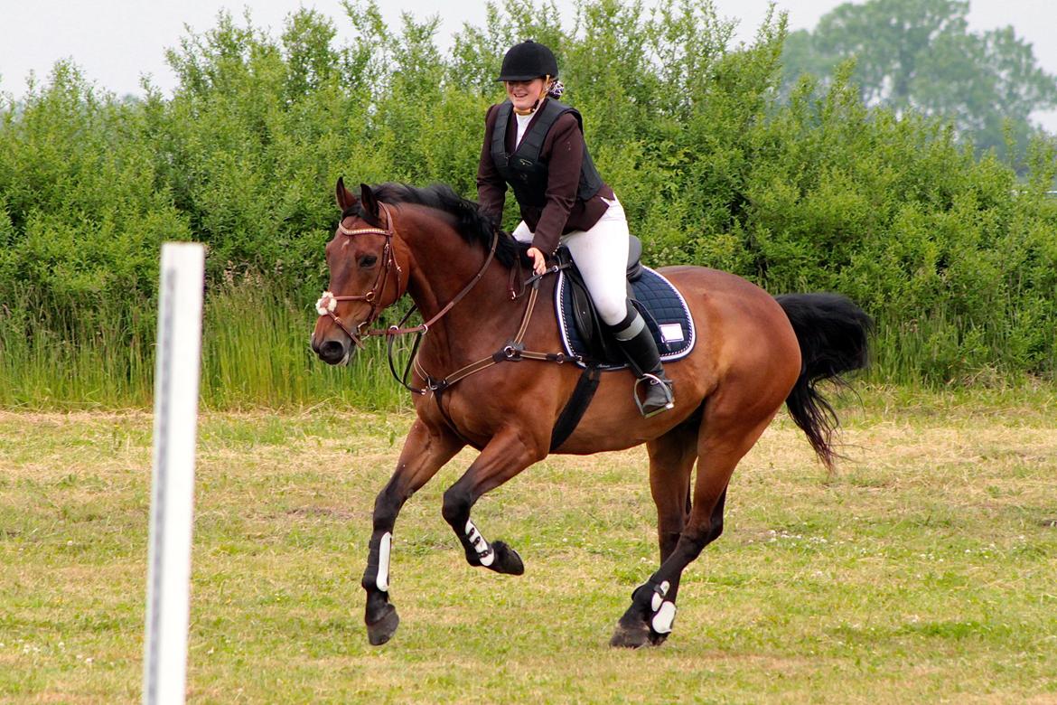 Dansk Varmblod Gørklintgårds flash - Vores første springstævne sammen, 13 Juni 2015. 50cm. billede 15