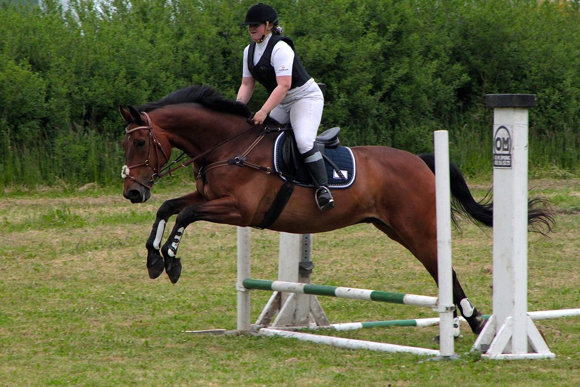 Dansk Varmblod Gørklintgårds flash - Vores første springstævne sammen, 13 Juni 2015. 50cm. billede 26