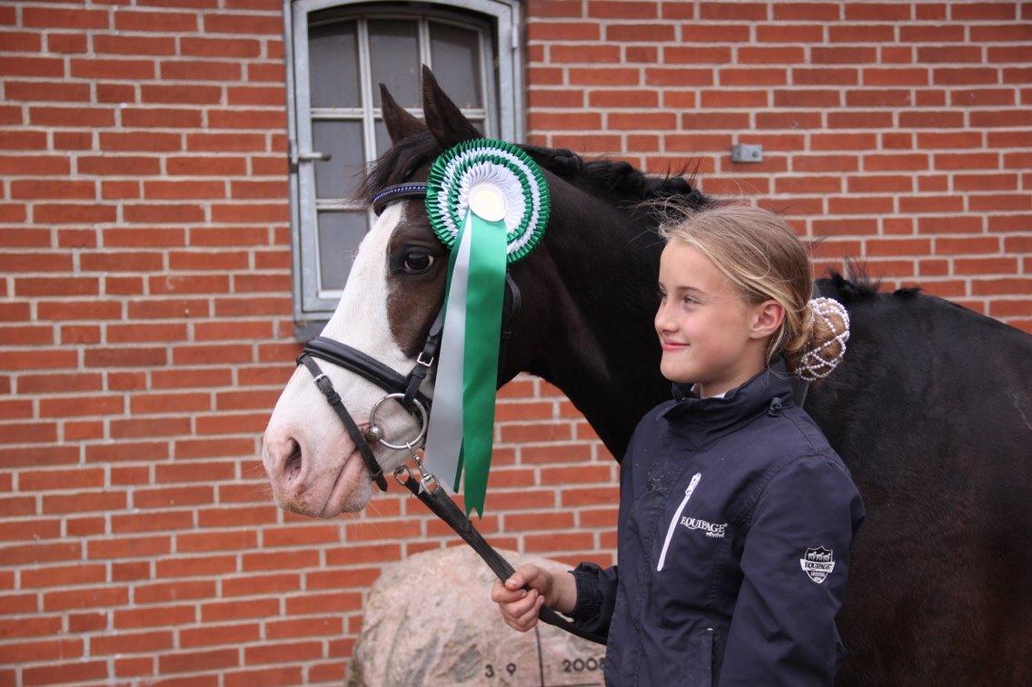 Anden særlig race | Bjeldbaks Bingo - 3plads i BELS minicup 2015 med 65%  billede 11