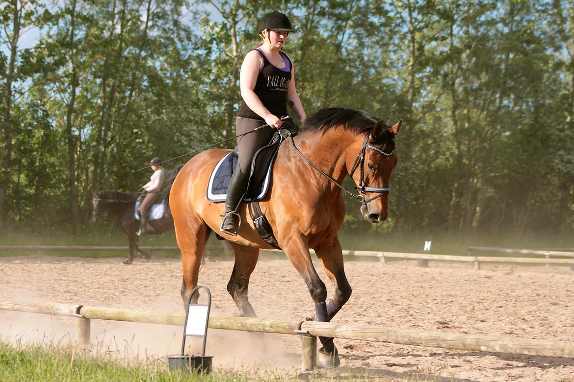 Dansk Varmblod Gørklintgårds flash - Undervisning den 9 Juni 2015. billede 27