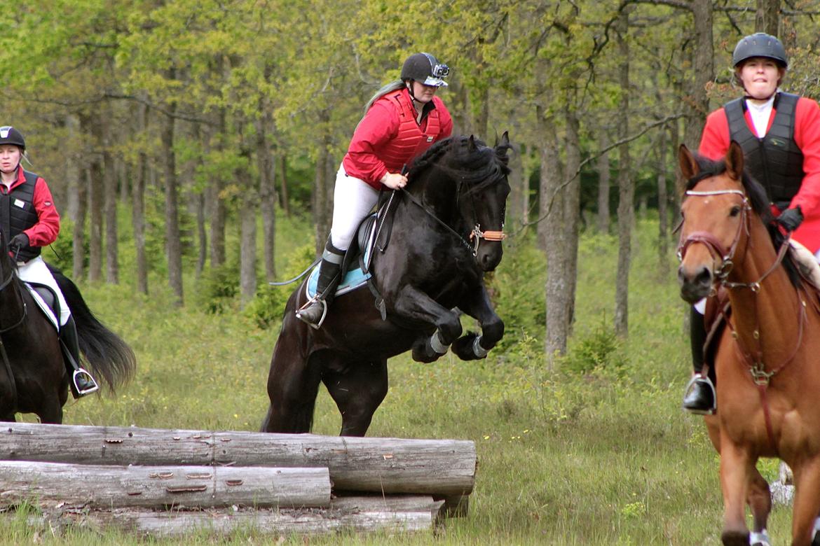 Frieser And They Named Him Lucky - Jagt i kompedal den 7 Juni 2015. billede 22