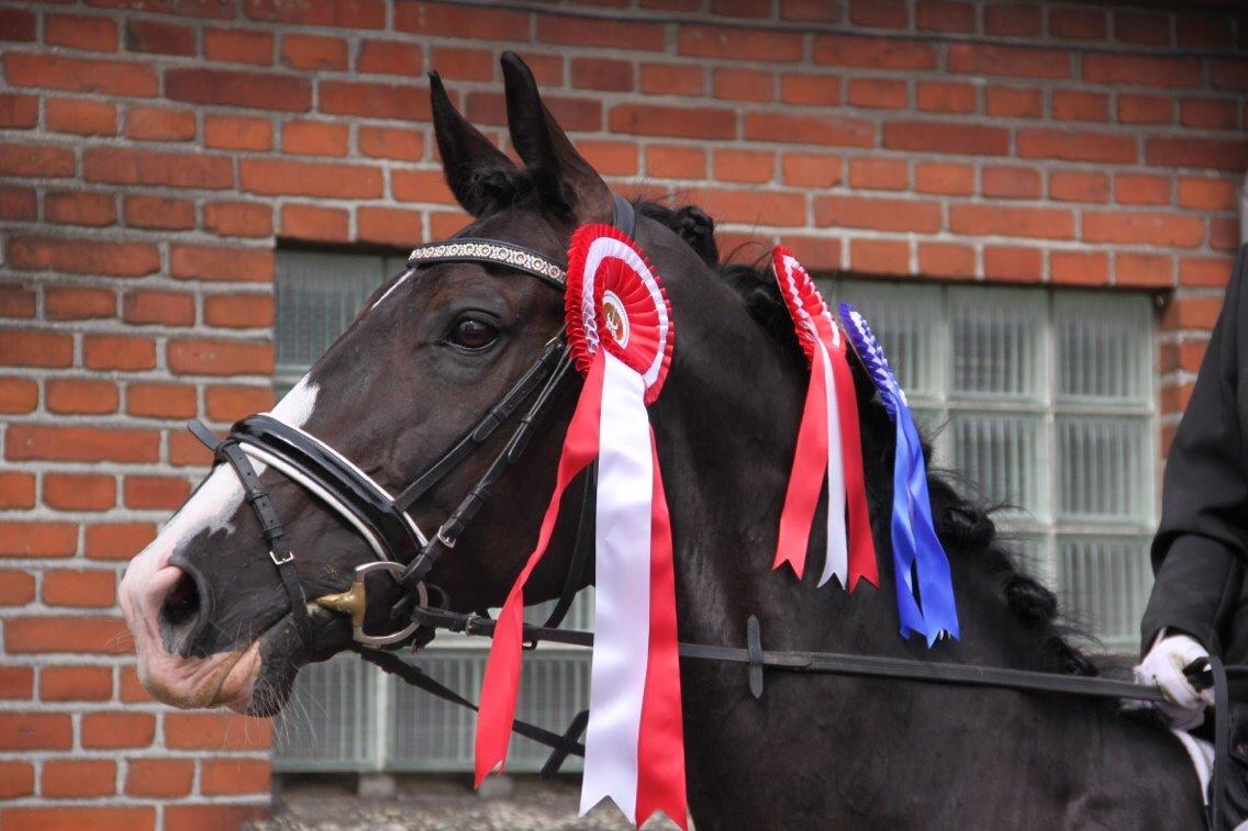 Dansk Varmblod | Møgelvangs Chaki Noir - Vinder af BELS Microcup 2015 med 69% og 68% billede 2