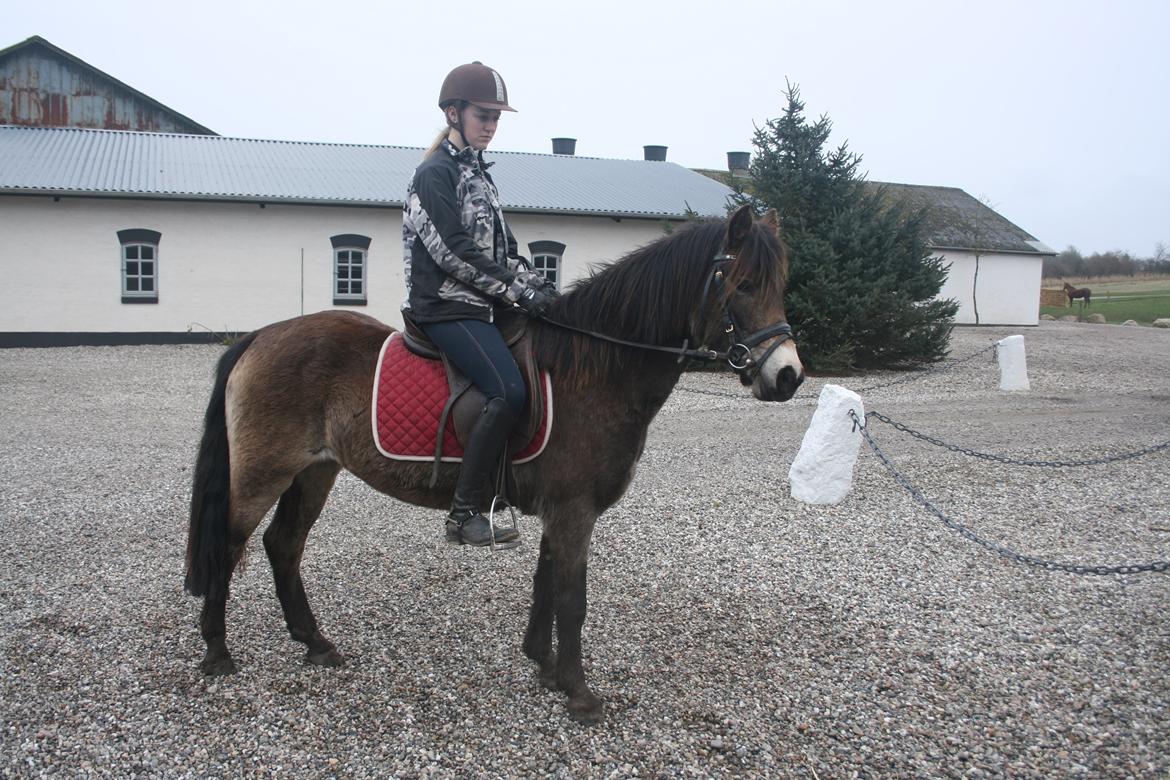 Anden særlig race Karla  billede 3