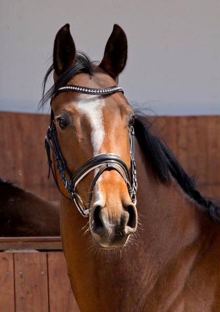 Tysk Oldenburger Lilly Marleen (Lille Lilly) billede 7