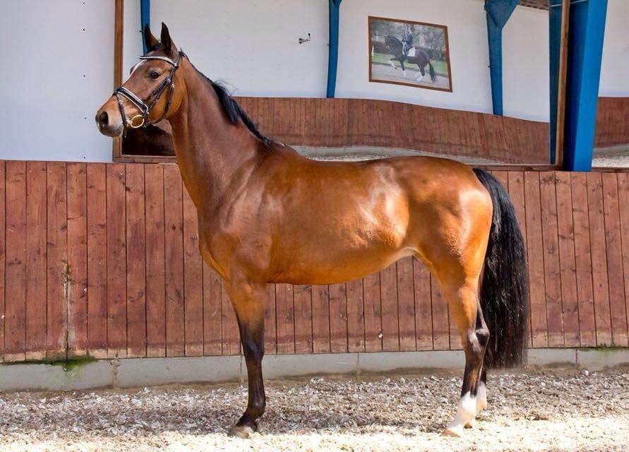 Tysk Oldenburger Lilly Marleen (Lille Lilly) billede 8