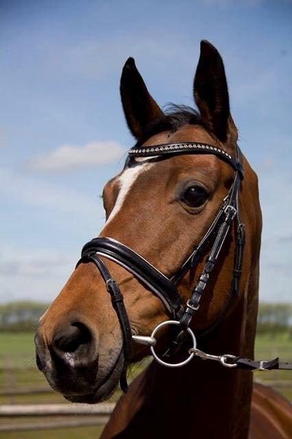 Tysk Oldenburger Lilly Marleen (Lille Lilly) billede 10