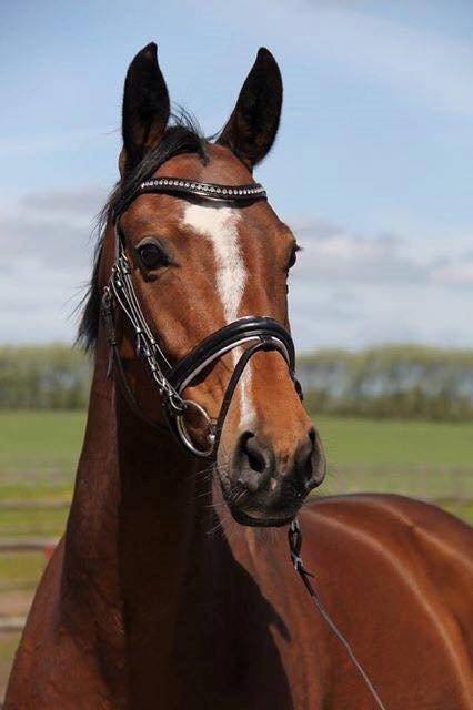 Tysk Oldenburger Lilly Marleen (Lille Lilly) billede 11