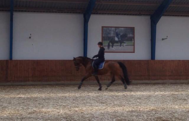 Tysk Oldenburger Lilly Marleen (Lille Lilly) billede 18